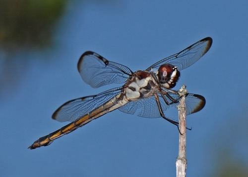 Female
2010_07_10_FL_Bay